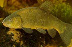 fisch_schleie.jpg